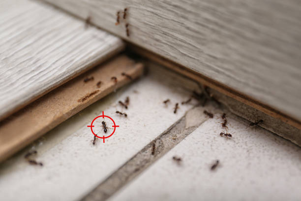 Pest Control for Restaurants in Ithaca, NY
