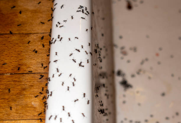 Best Residential Pest Control  in Ithaca, NY