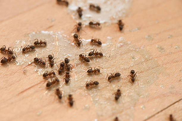 Best Local Pest Control Services  in Ithaca, NY